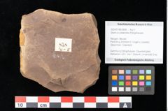 Foto (Objekt + Etikett) von Quercus palaeoilex Ettingshausen (NHMW-GEO-2024-0188-0858)